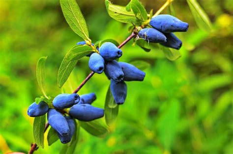 Honeyberry: varieties, planting & pruning - Plantura