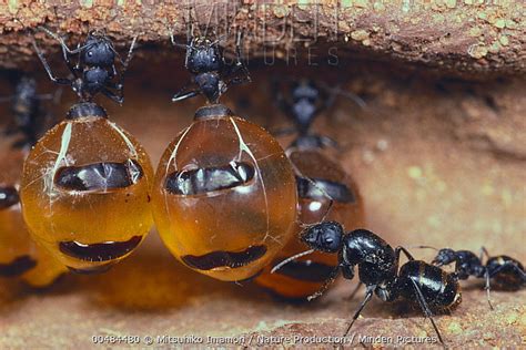 Honeypot ant. Honeypot ants also known as the honey ant, is one of the most unique animals in the world. They have a specialized workers that are gorged with nectar, to th... 