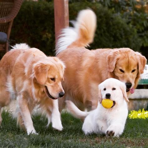 Honeysweet goldens. The golden ratio was first recorded and defined in written form around 300 B.C. The golden ratio refers to a specific ratio between two numbers which is the same as the ratio of th... 