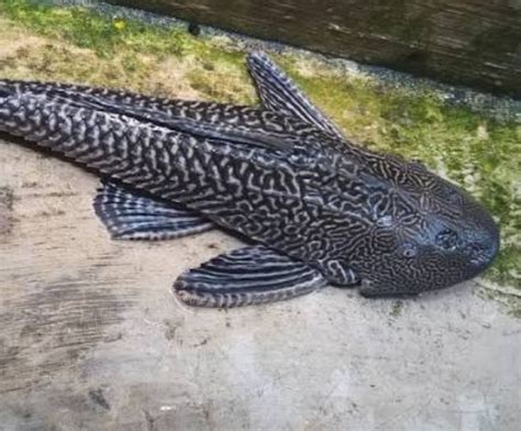 Hongkong tanggal 23 mei 2018. Ikan sapu sapu.