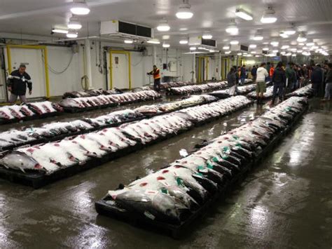 Honolulu Fish Auction - All You Need to Know …