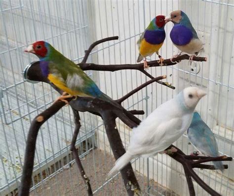 vadaxinbirds6 member 1 year. Vallejo, California. Birds, Conures. Handfed Tame Green Cheek Conure $500ea - 1 Turquoise MALE - 1 High Red Pineapple MALE - 2 Turquoise Cinnamon MALE - 2 Turquoise.... 