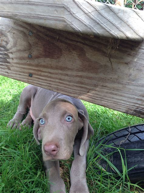 Hoobly dogs wisconsin. Wisconsin Pets and Animals - Hoobly Classifieds United States » Wisconsin Everything » Pets and Animals $600 Black And Tan Mini Doxie Boy Puppy doxieloverwi member 1 … 