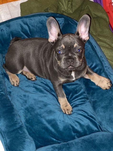 We would like to show you a description here but the site won’t allow us.. Hoobly french bulldog ny