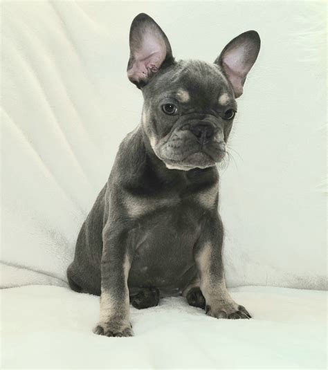 Dogs and Puppies, French Bulldog 1.5 year old male lilac purebred french Bulldog With BEAUTIFUL green eyes Is AKC registered. Has been used two times before.... 