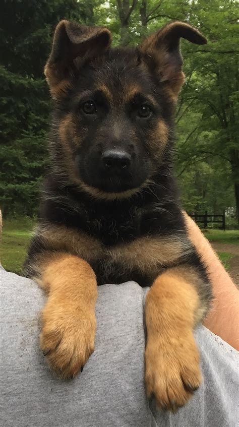 somebeach member 3 years. Clinton Township, Michigan. Dogs and Puppies, German Shepherd. Born Puppy #7 out of 11 Not AKC; mixed breed of approx. 33.9% Alaskan Malamute 66.9% German Shepherd Green eyes Available to travel... 