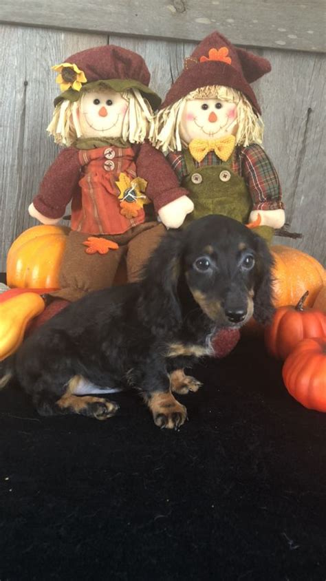 Dogs and Puppies, Dachshund. I have 3 long hair pure bred mini dachshunds looking for a home. 1 Black and brindle male, 1 black... $1,000. We Are Expecting, Meet Mom & Dad. Dachshund Puppies Due Anytime. fite5 member 3 years. Waverly, Ohio. Dogs and Puppies, Dachshund. Expecting 3 short hair Dachshunds coming soon. . 