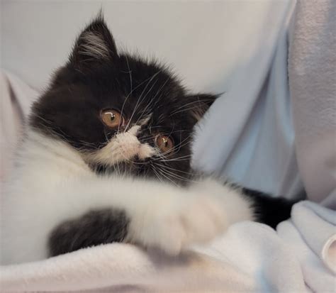 Persian Kitten-Purr Machine. purrkittycats member 1 year. Miami, Florida. Black and white male. Our pet kittens come with all 3 sets of kitten shots, rabies vaccine, vet health certificate, spayed/neutered,...