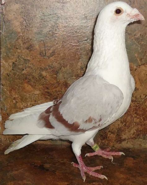 Hi, I have good breed high flyer pigeons for sale, each one for $50.00 or best offer. reach out to... $15.00 Roller Pigeons And Assorted Pigeon Types Available.