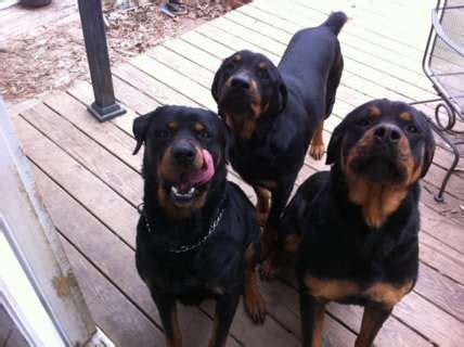 Blockhead German Rottweiler Puppies From Champion Lines --