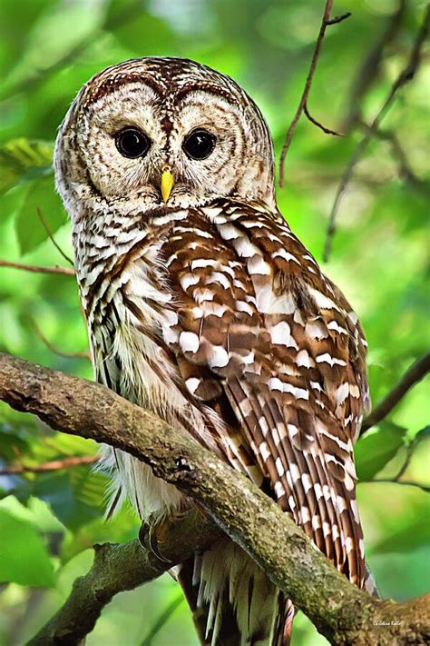 Hoot owl. Things To Know About Hoot owl. 