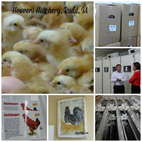 Hoover hatchery reviews. Things To Know About Hoover hatchery reviews. 