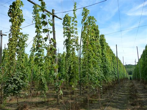 Hop gardening -Freshops