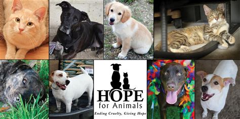 Hope for animals. 56% complete. $10,000 Goal. Hope For Animals is an all volunteer no kill rescue organization. We are a foster home program. We rescue animals from overcrowded shelters that would otherwise have no chance for a loving home. Besides taking healthy animals, we also take animals with health issues, injuries and mom's & puppies. 