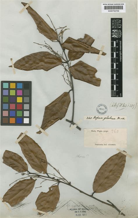 Hopea glabra Wight & Arn. Species