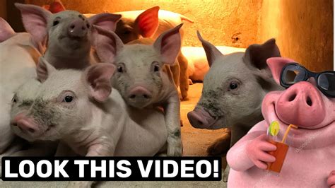 Hopesprettypiggies Leaked [PPV] 🍑 190 Pics