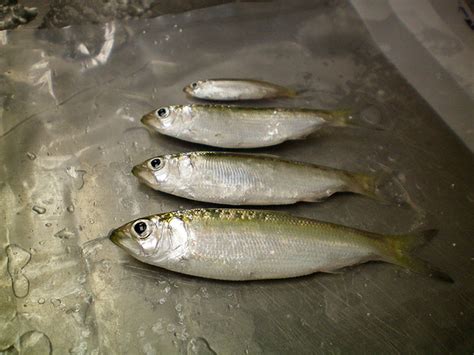 Hoping for a Comeback: Researchers Eye River Herring