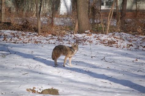 Hopkinton police warn residents after coyote snatches pet dog from owner while out on walk