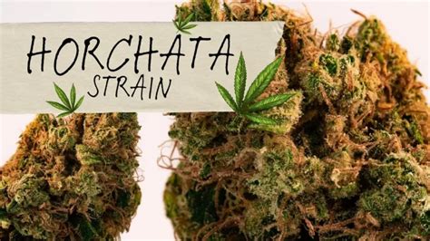 The Horchata Strain Effects THC level of this strain tastes 