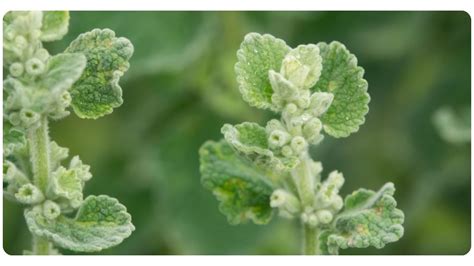 Horehound: 5 Key Benefits, Dosage, Safety The Botanical Institute