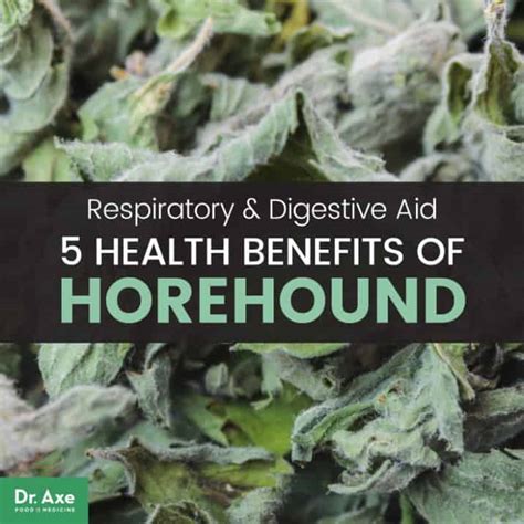 Horehound: The 5 Health Benefits of This Mint Family Plant - Dr. Axe