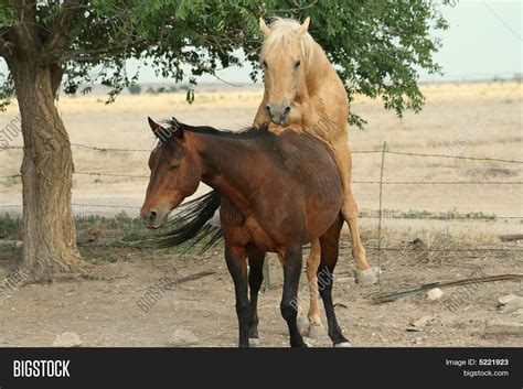 Hores have sex. .  ...