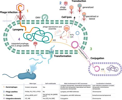 Horizontal gene transfer among host-associated microbes