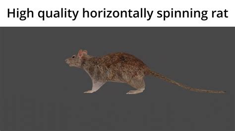 Horizontally Spinning Rat