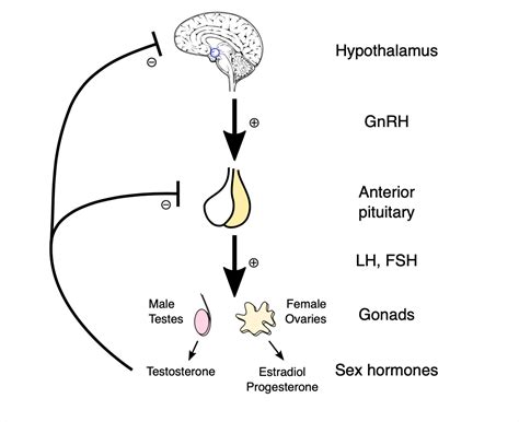 Hormonal Changes During Puberty In Females