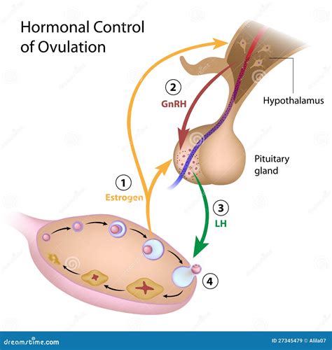Hormonal Control of Ovulation Stock Vector Illustration of gnrh