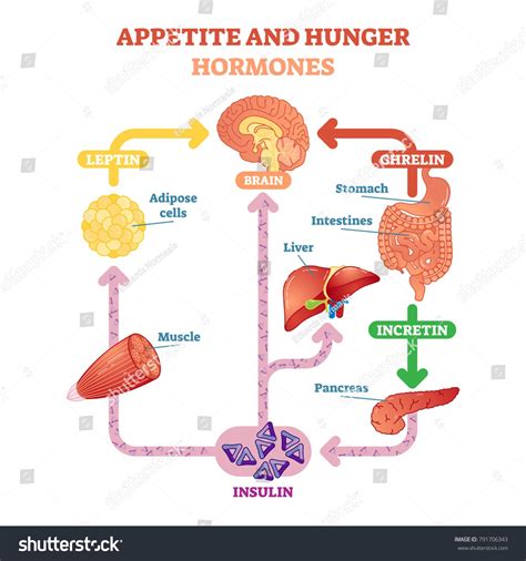 Hormones That Regulate Hunger and Digestion