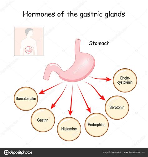 Hormones in the gut usually cause... - Nourishing Unicorn