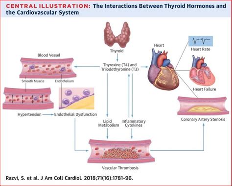Hormones that affect cardiovascular system.  Too little thyroid hormone slows the heart ...