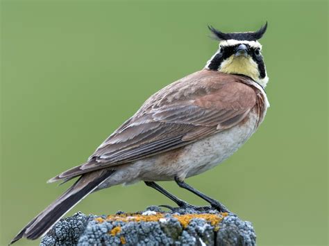 Horned Lark at Baeknyeong Do, March 8 Birds Korea Blog