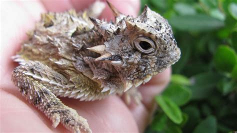 Horned Toad Lizard (c.b. Babies) For Sale - Got Reptiles