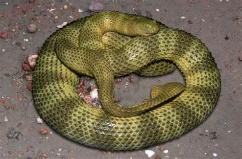 Horned sea snake - Encyclopedia of Life