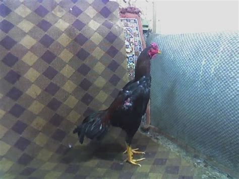 Horozcu Ahmet: 2009.