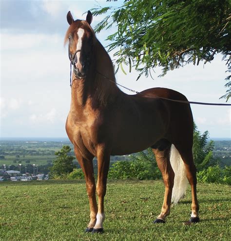 Horse&rider - Mar 19, 2021 · In today's video, I am covering horse behavior and body language. This is a basic overview to help you understand and read a horse's body language. I cover s... 