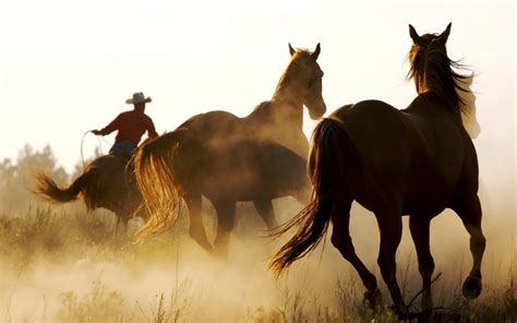 Horse Animals Cowboys Western