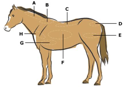 Horse Body Condition Chart Hubbard Feeds