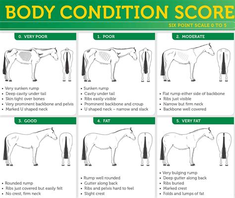 Horse Body Condition Score Equine Body Condition Score Chart