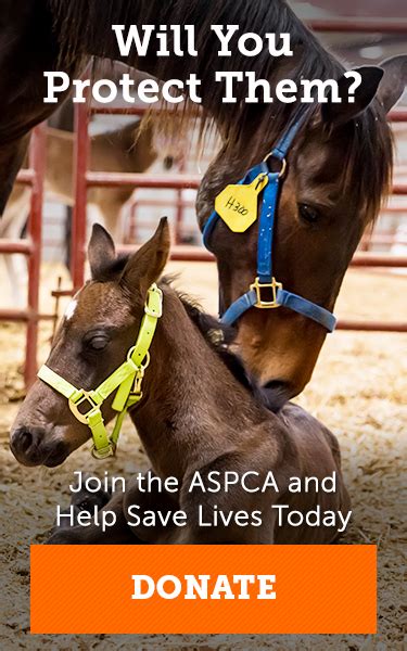 Horse Care ASPCA