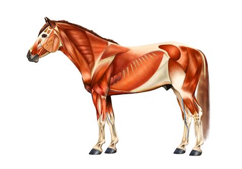 Horse Cartoon Muscles Illustrations & Vectors - Dreamstime