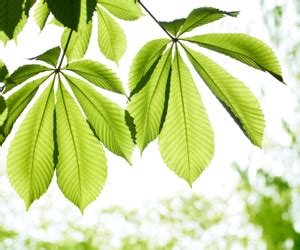 Horse Chestnut Extract Exercise.com