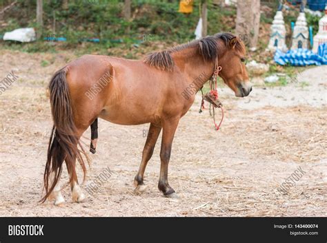 Horse Cock Onlyfans Leak