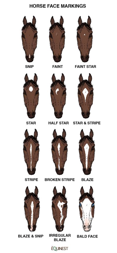 Horse Face Patterns