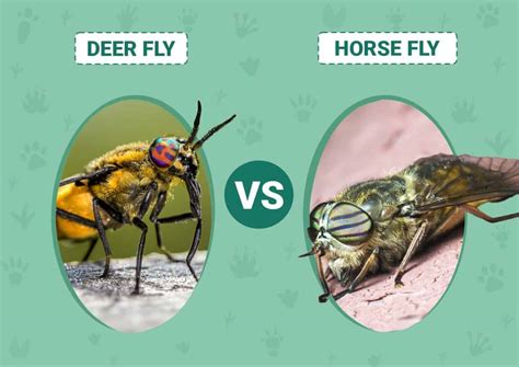 Horse Fly Vs Deer Fly - Earth