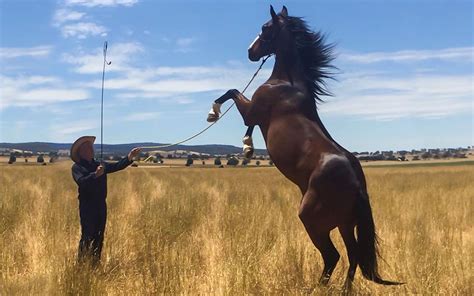 Horse Liberty Training Victoria Steve Cox Equine Entertainment