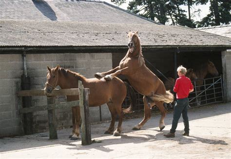 Horse Mating photos IMAGO