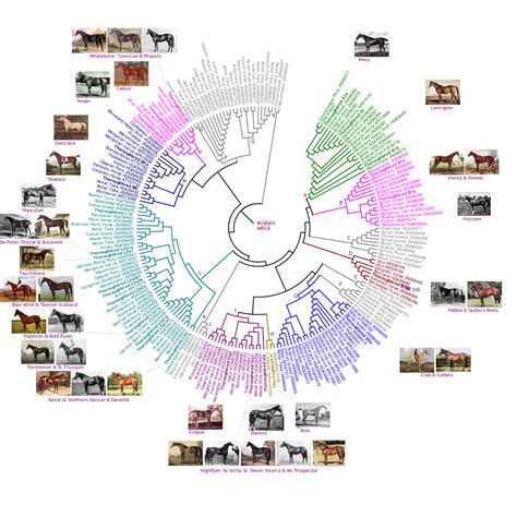 Horse Pedigree Database Breeds, Bloodlines and Ancestry